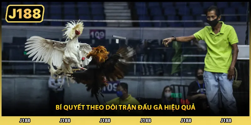 Bí quyết theo dõi trận đấu gà hiệu quả